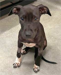 Mercy TX the Labrador Retriever Mix at North Star Pet Rescue