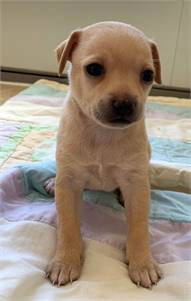 Triscuit's Melba TX the Chihuahua at North Star Pet Rescue