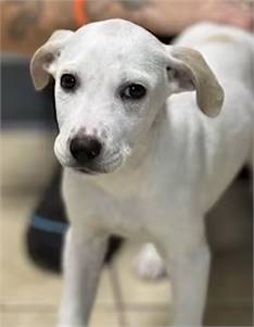 Delilah the Labrador Retriever/Bluetick Coonhound at O.S.C.A.R.