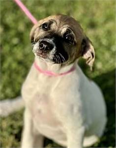 Tessie the Beagle/Cairn Terrier at O.S.C.A.R.