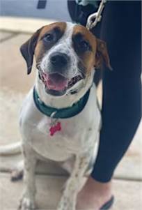 Jersey-Girl the Hound/Beagle at One Love Animal Rescue