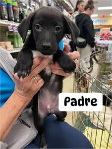 Padre the Cattle Dog & Labrador Retriever Mix at Puppy Love Pet Rescue