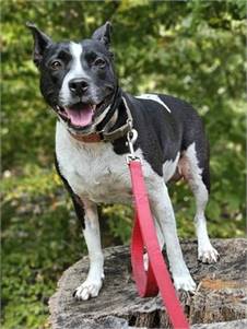 Hannah the Border Collie - Staffordshire Bull Terrier at Ramapo-Bergen Animal Refuge