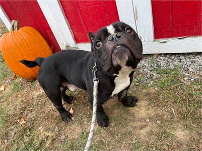 Tucker the American Bulldog - French Bulldog at Ramapo-Bergen Animal Refuge