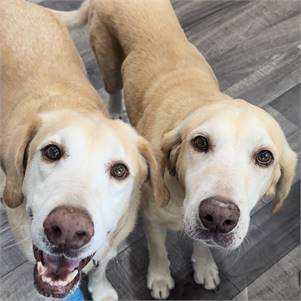 Lainey and Wilson the Labrador Retrievers at Real Dog Rescue