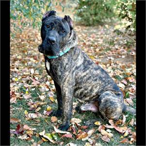 Diego the Presa Canario Mix