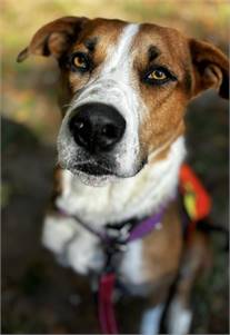 Cooper the Coonhound, Treeing Walker/Mix at St. Hubert's Animal Welfare Center