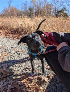 Harper the Mixed Breed at St. Hubert's Animal Welfare Center