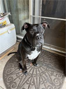 Pop Tart the Terrier, American Pit Bull/Mix at St. Hubert's Animal Welfare Center