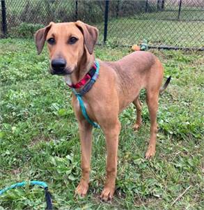 Tappy the Coonhound, Redbone/Azawakh 