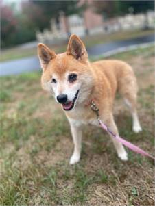 Foxy the Shiba Inu Mix at SAVE, A Friend to Homeless Animals