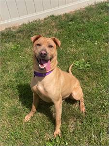 Loki the Terrier Mix at SAVE, A Friend to Homeless Animals