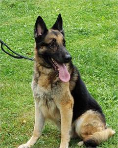 Hunter Legolas the German Shepherd Dog at Trina & Friends K9 Rescue