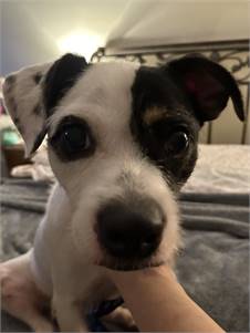 Oscar the Parson Russell Terrier Mix at Shelter Survivors