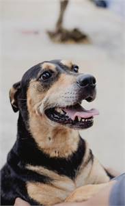 Iris, Doberman/Hound Mix, dog&cat-friendly, people-loving, Iris is a total dream!