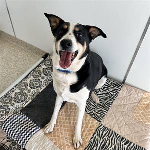 Rose the Cattle Dog Mix at Best Friends New York