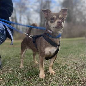 Hot Cocoa the Mixed Breed at Bideawee Wantagh