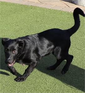 Beau the Mixed Breed at North Shore Animal League