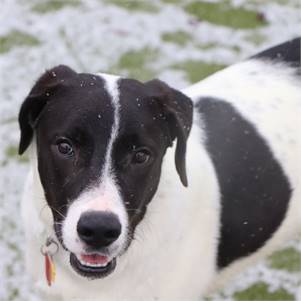 Otis the Mixed Breed at North Shore Animal League