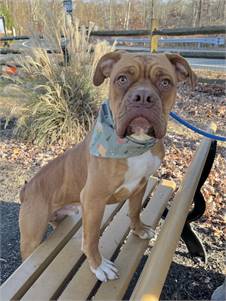 Boxer at Eleventh Hour Rescue - 