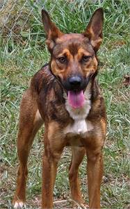 Shepherd / Pharaoh Hound Mix at Eleventh Hour Rescue