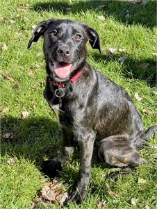 Labrador Retriever Mix at Eleventh Hour Rescue