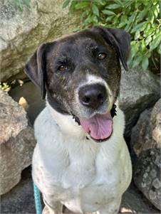 Huck Bailey the Labrador Retriever Mix at Eleventh Hour Rescue