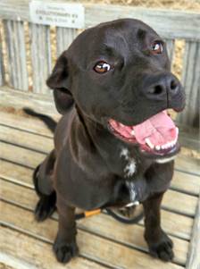 Pit Bull Terrier / Black Labrador Retriever Mix at Eleventh Hour Rescue