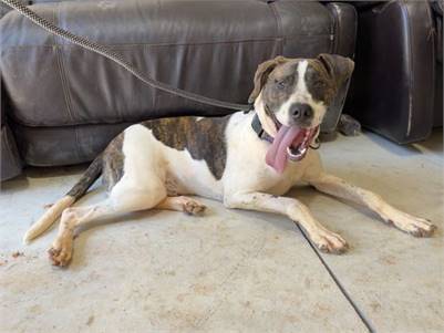 English Pointer / Labrador Retriever Mix at Eleventh Hour Rescue