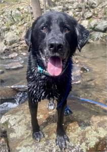 Shadow/King Havard the Labrador Retriever Mix at Eleventh Hour Rescue