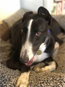 Short (Bandit) the Greyhound at Greyhound Friends of New Jersey