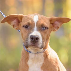 Janila the Bulldog Mix at Animal Alliance of NJ