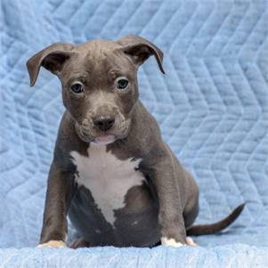 Ralphie the Hound & Pit Bull Terrier Mix at Animal Alliance of NJ