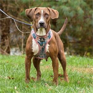 Abby the Hound at Animal Alliance of NJ