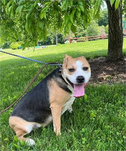 Maia the Hound Mix at Animal Alliance of NJ