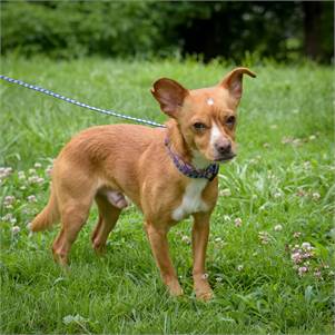 Prince Harry the Chihuahua Mix at Animal Alliance of NJ