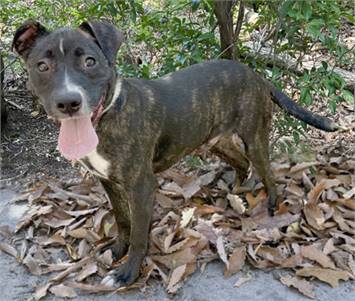 Max the Terrier Mix at Animal Welfare Association of New Jersey