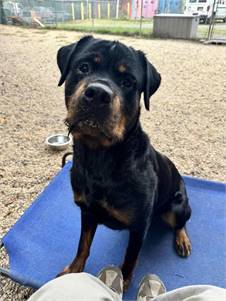 Bella the Rottweiler Mix at AHS-Tinton Falls