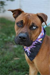 Walter the Boxer Mix at Associated Humane Societies - Newark