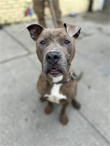 Rocco the Pit Bull Terrier Mix at Associated Humane Societies - Newark