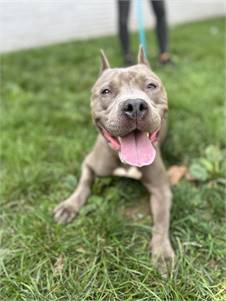 Armada the Pit Bull Terrier Mix at Associated Humane Societies - Newark