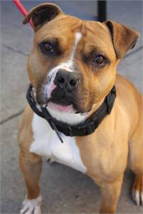 Maverick the Pit Bull Terrier Mix at Associated Humane Societies - Newark