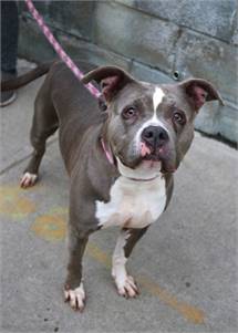 Mizzy the Pit Bull Terrier Mix at Associated Humane Societies - Newark