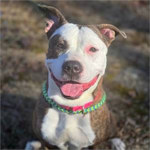 Roxy the Pit Bull Terrier at Best Friend Dog and Animal Adoption, Inc.