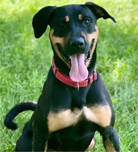 Zoey the Shepherd & Rottweiler Mix at Best Friend Dog and Animal Adoption, Inc.