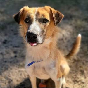 Rolo the Terrier Mix at Big Dog Rescue Project