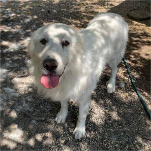 Perry Mason the Great Pyrenees at Big Dog Rescue Project