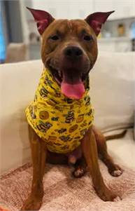 Clarence the American Pit Bull Terrier at Brick City Rescue