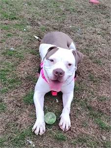 Cali the American Bulldog at Cape May County Animal Shelter and Adoption Center