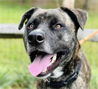 Chewy the Pit Bull Mix at the Ocean County Health Department